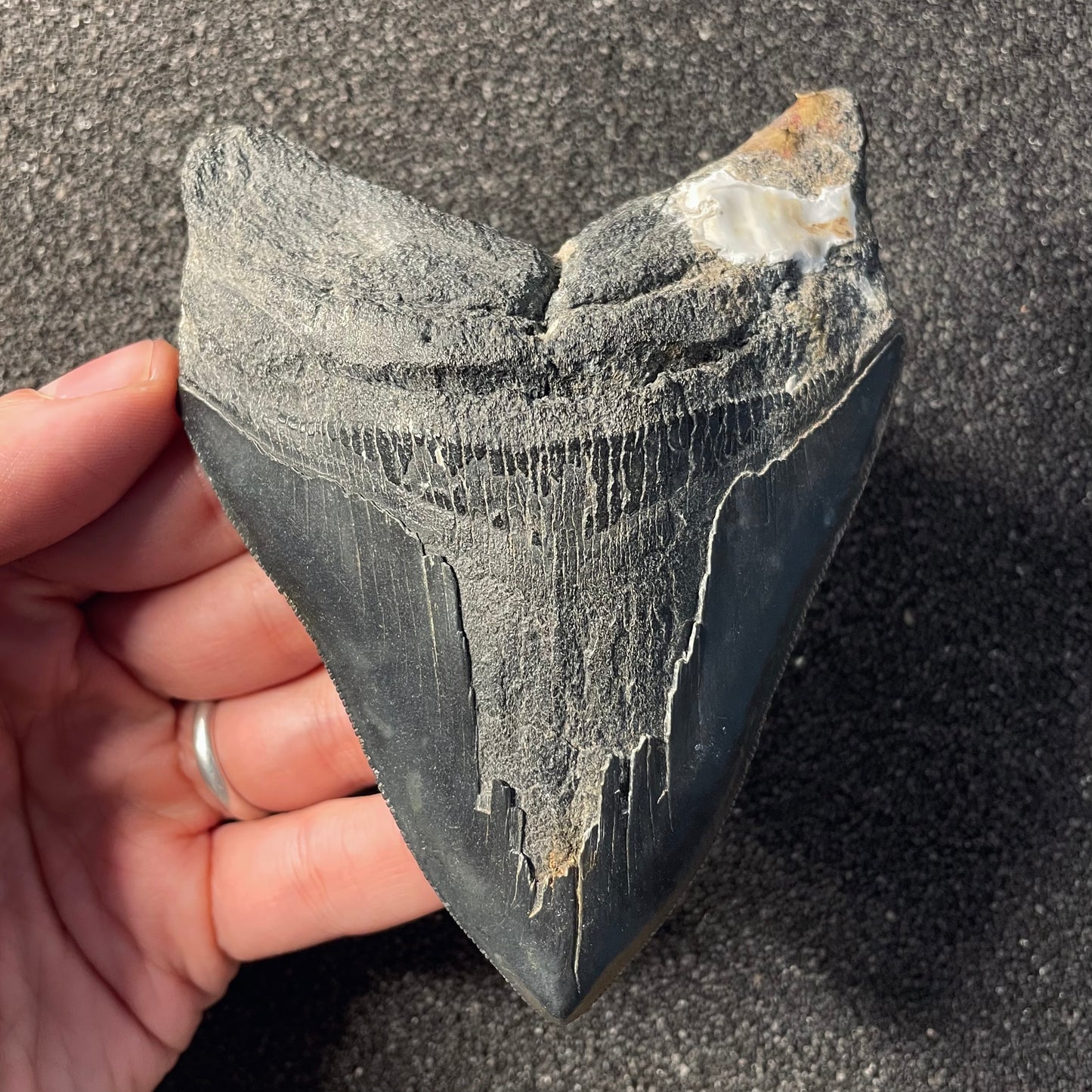 F2357 | Squalo | Otodus megalodon