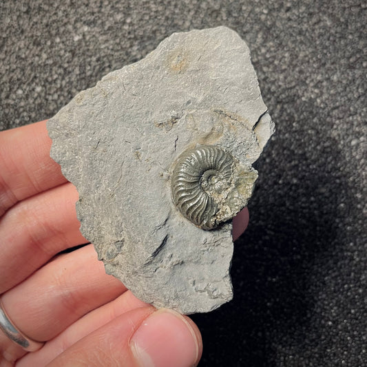 F2170 | Ammonite | Graphoceratidae indet.
