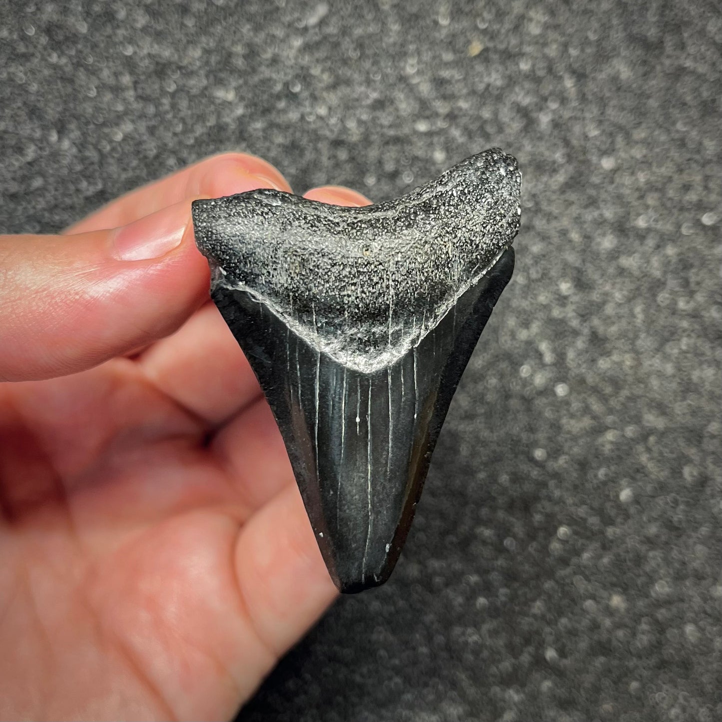 F2916 | Squalo | Otodus megalodon