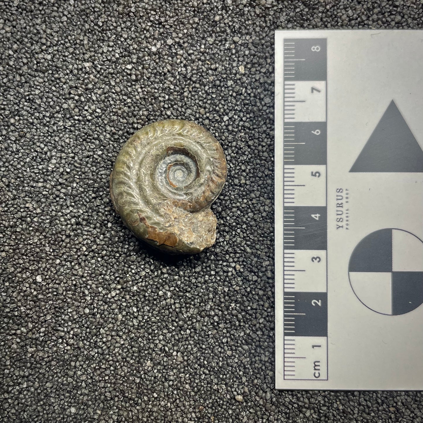 F2812 | Ammonite | Hildoceras sp.