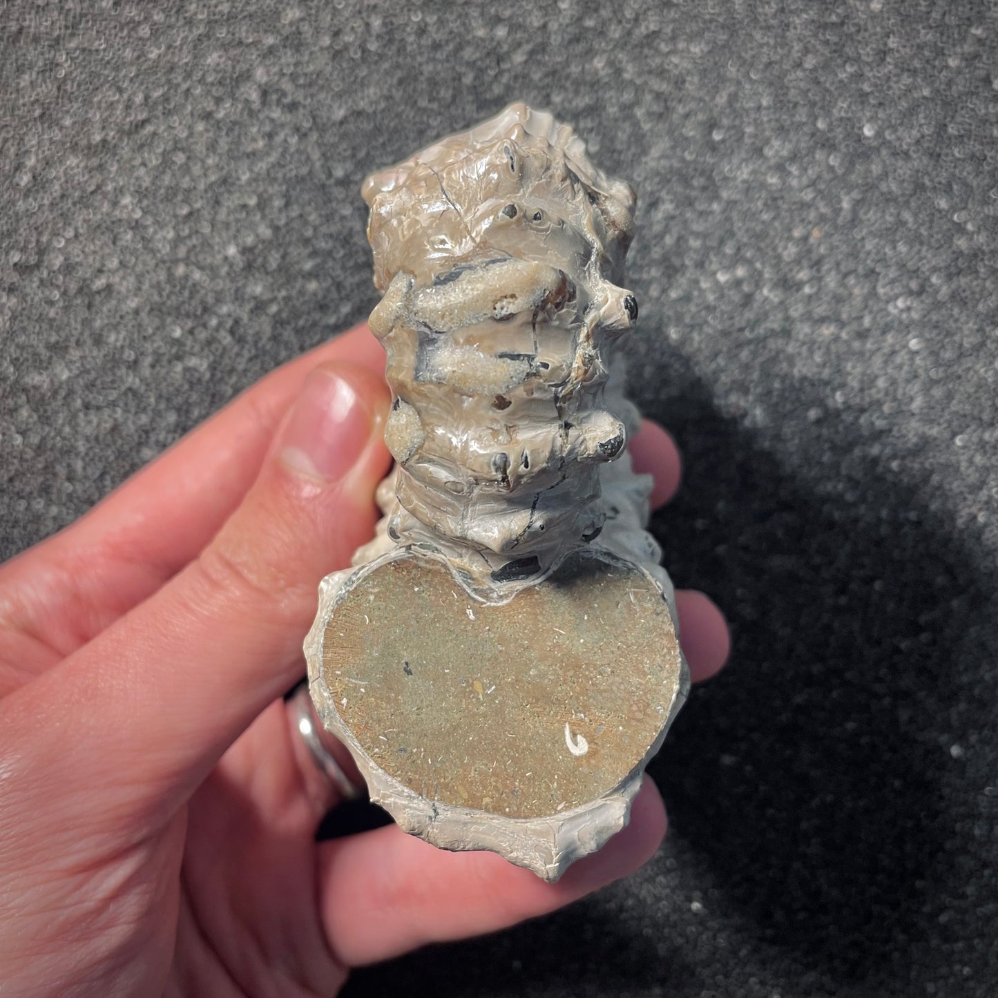 F2158 | Ammonite | Douvilleiceras sp.