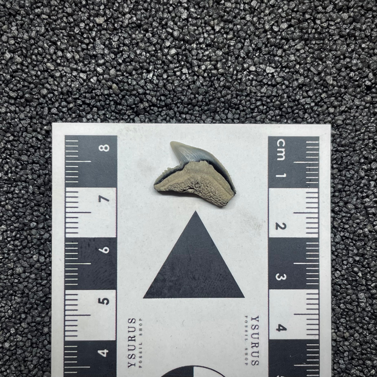 F3037 | Squalo | Galeocerdo aduncus