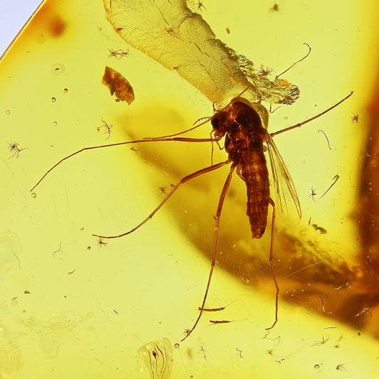 F2431 | Ambra con inclusione | Chironomidae indet.