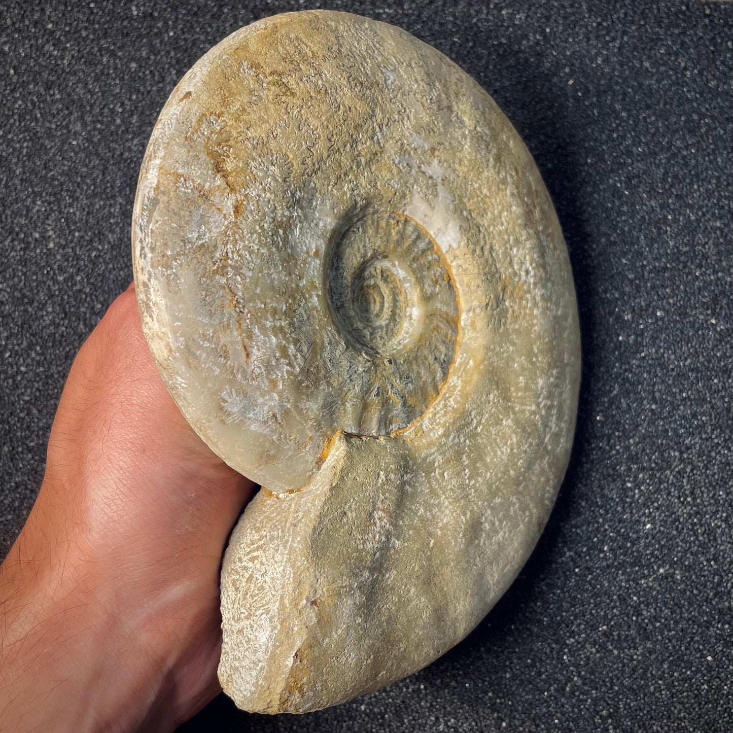 F1971 | Ammonite | Harpoceras falcifer