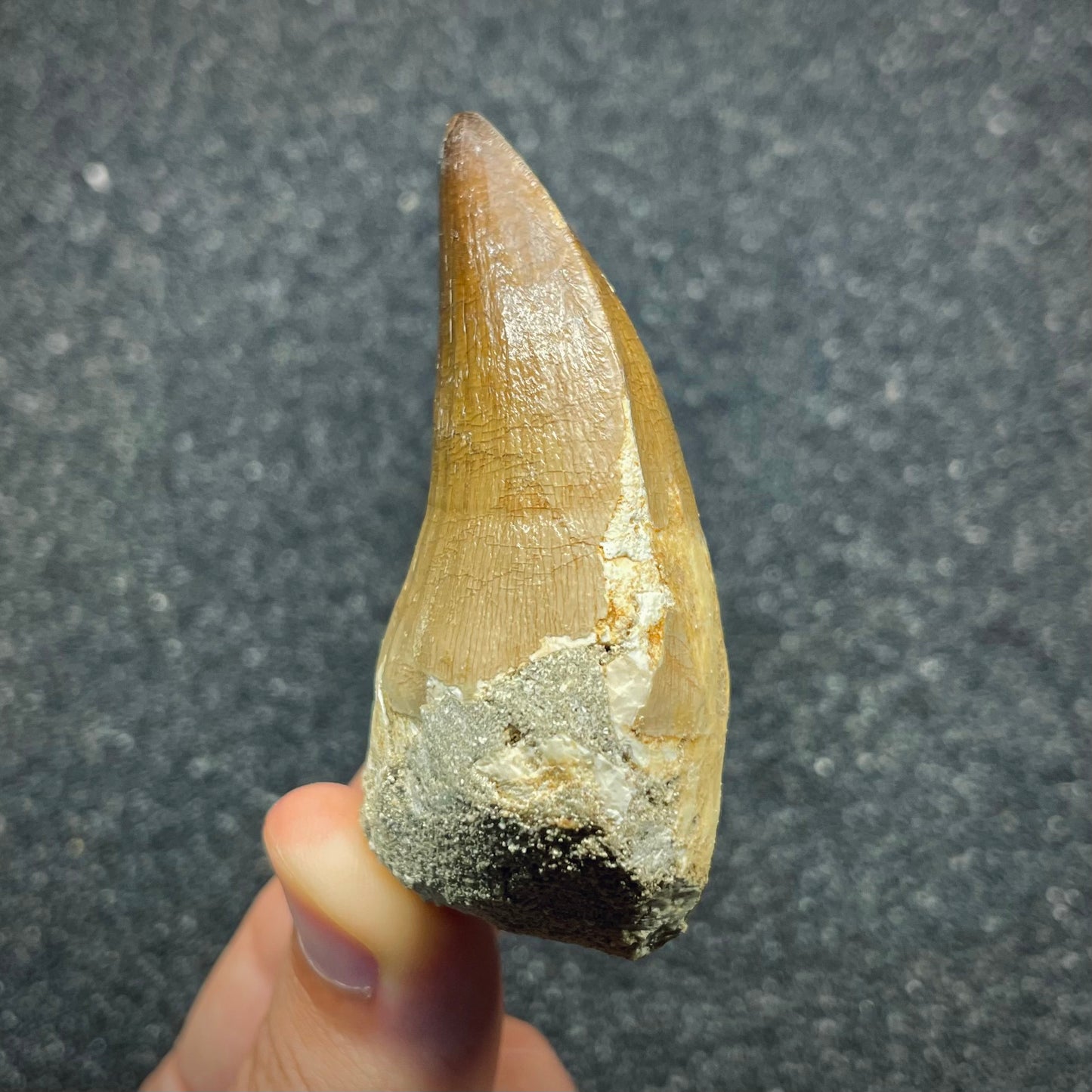 F2689 | Mosasauro | Prognathodon sp.
