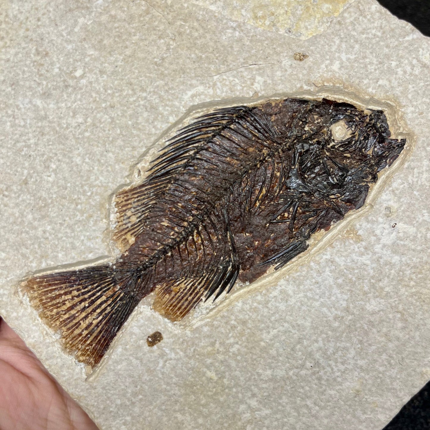 F2731 | Pesce | Cockerellites liops