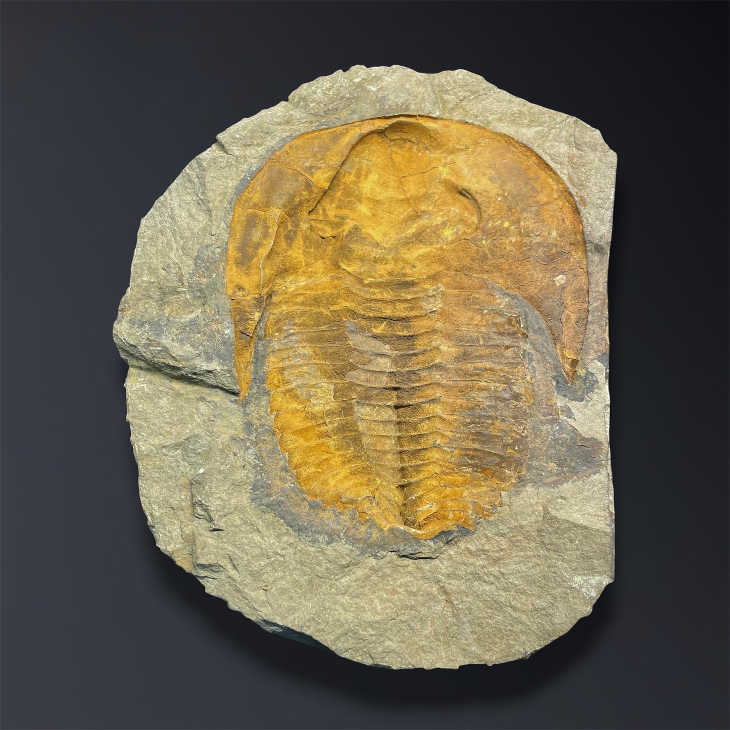 F2863 | Trilobite | Cambropallas telesto
