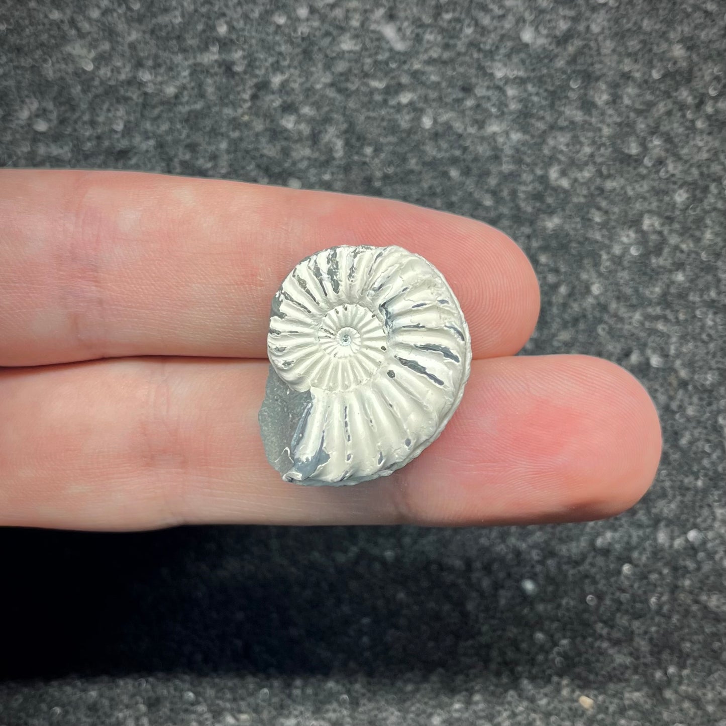 F2901 | Ammonite | Pleuroceras sp.