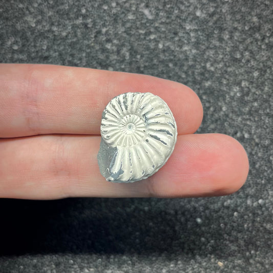 F2901 | Ammonite | Pleuroceras sp.
