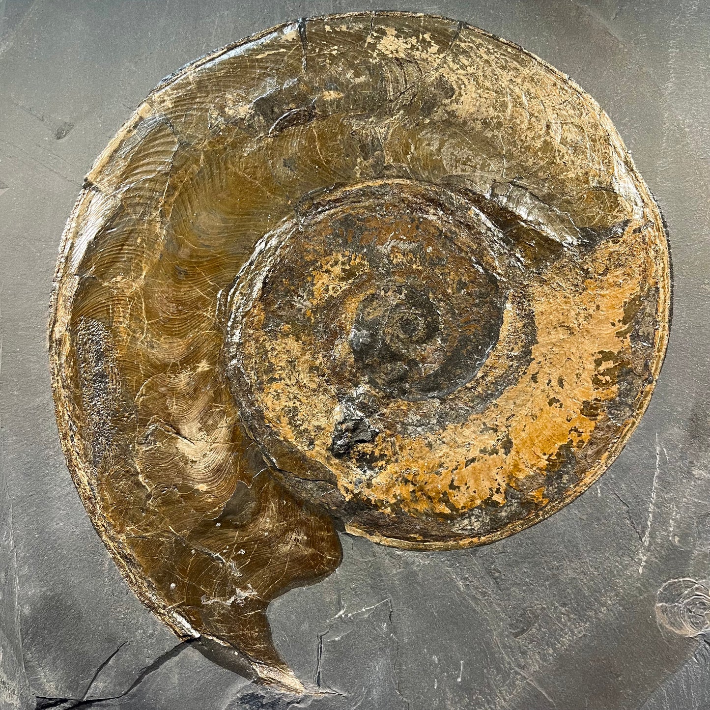 F2789 | Ammonite | Harpoceras falcifer