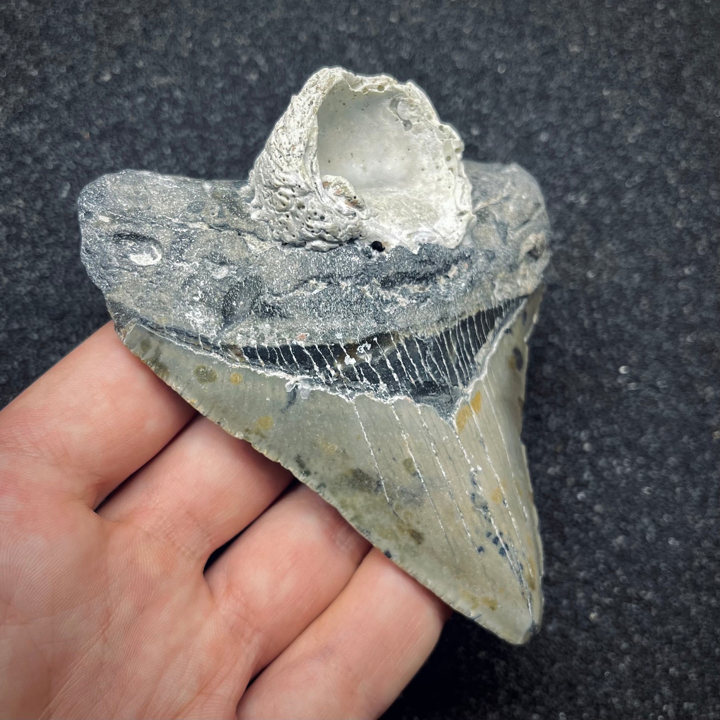 F2771 | Squalo | Otodus megalodon
