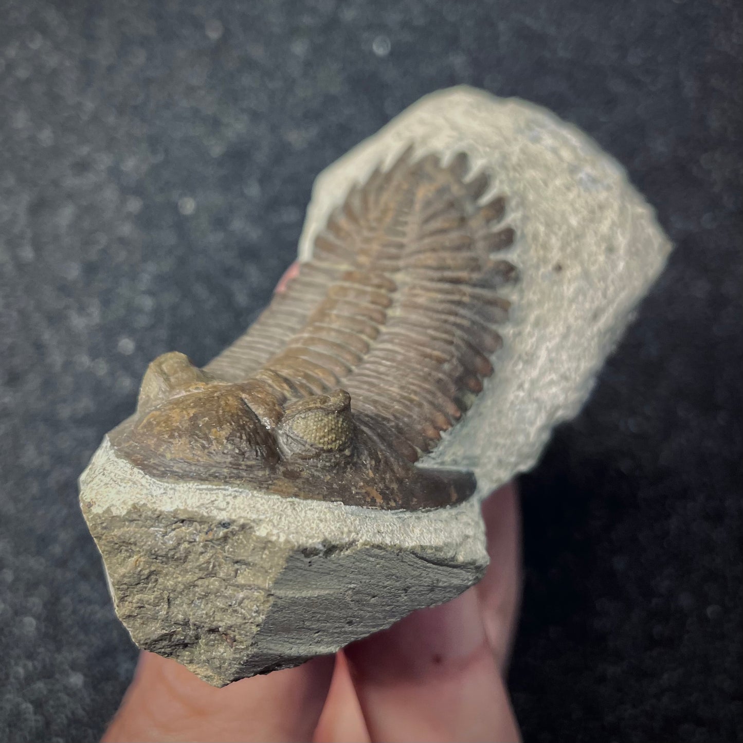 F2620 | Trilobite | Hollardops sp.