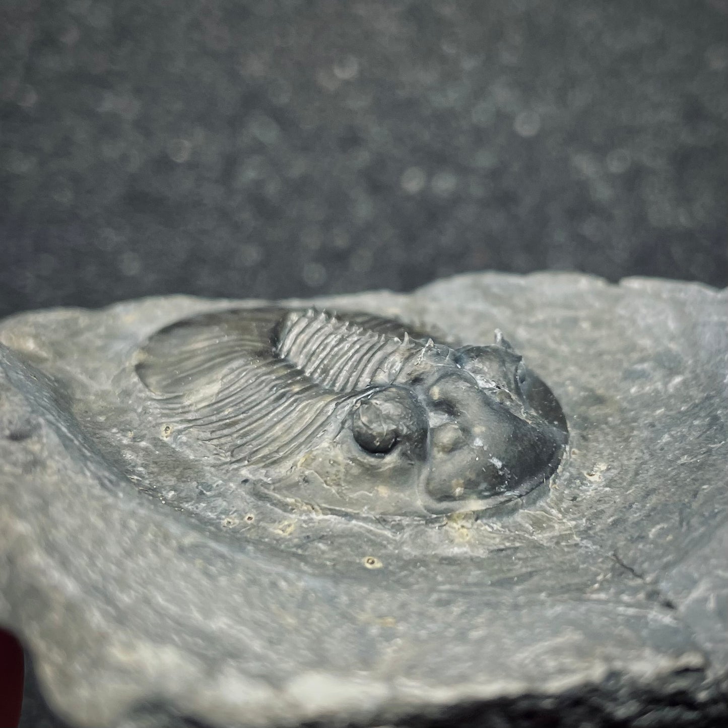F2614 | Trilobite | Scabriscutellum sp.
