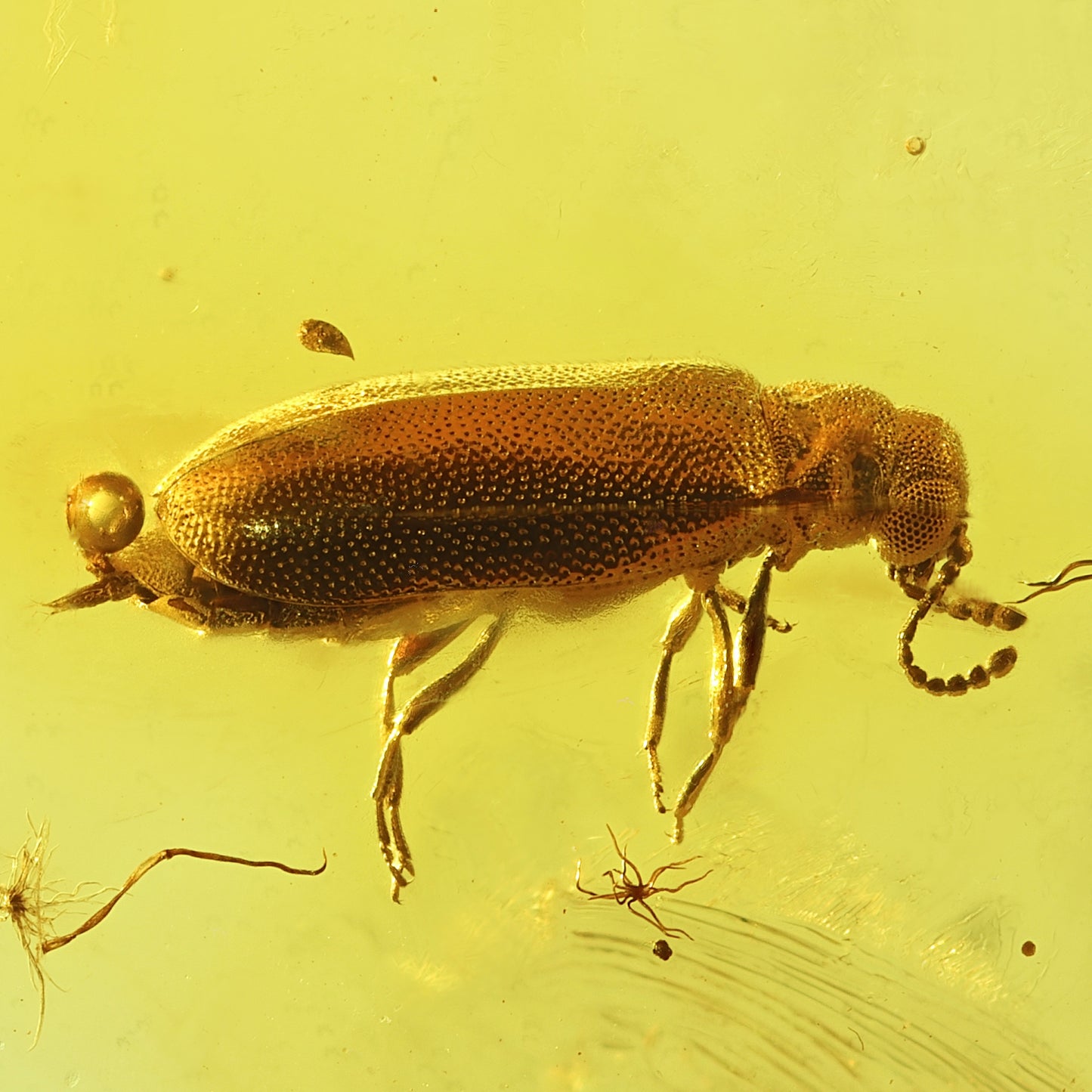 F2847 | Ambra con inclusione | Palaeocnopus sp.