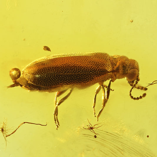 F2847 | Ambra con inclusione | Palaeocnopus sp.