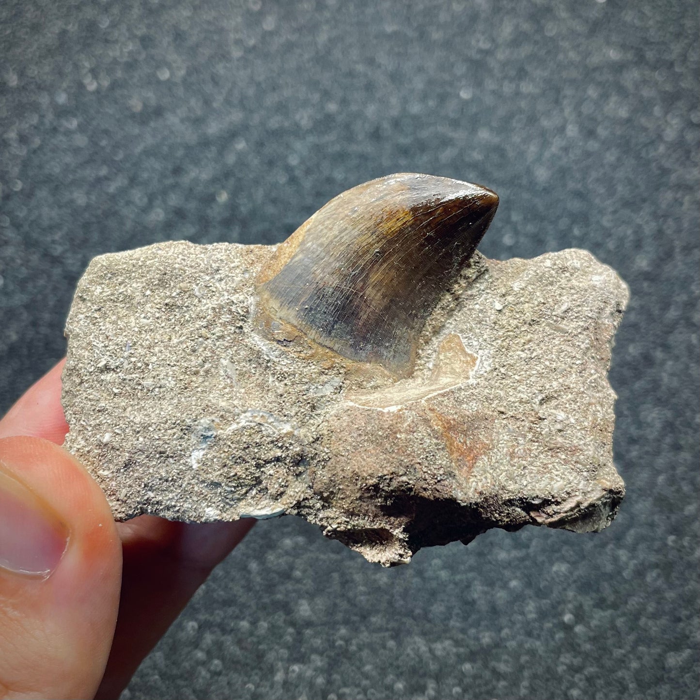 F2698 | Mosasauro | Mosasauridae indet.