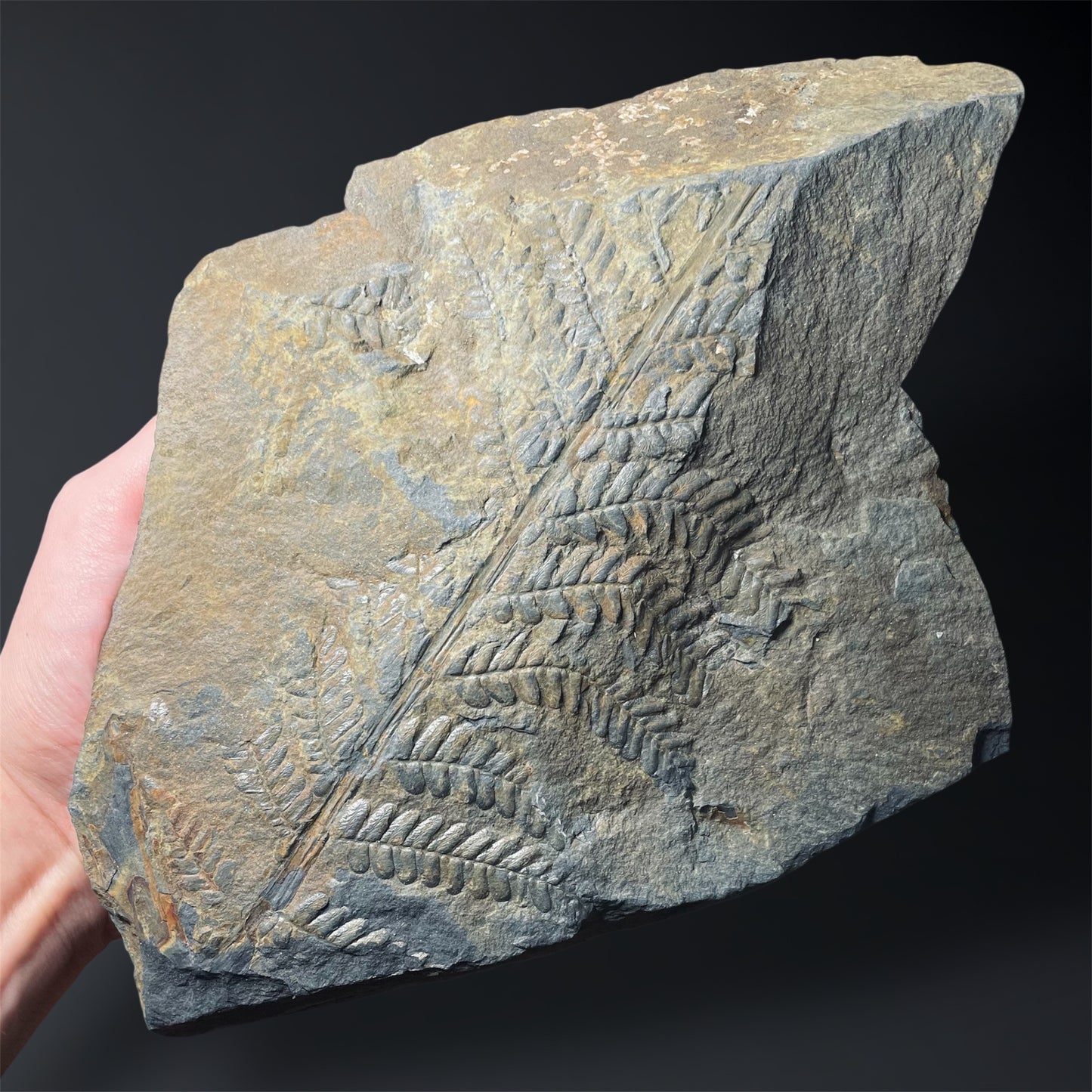 F2496 | Pianta | Neuropteris sp.