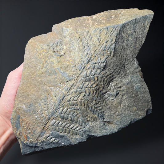 F2496 | Pianta | Neuropteris sp.