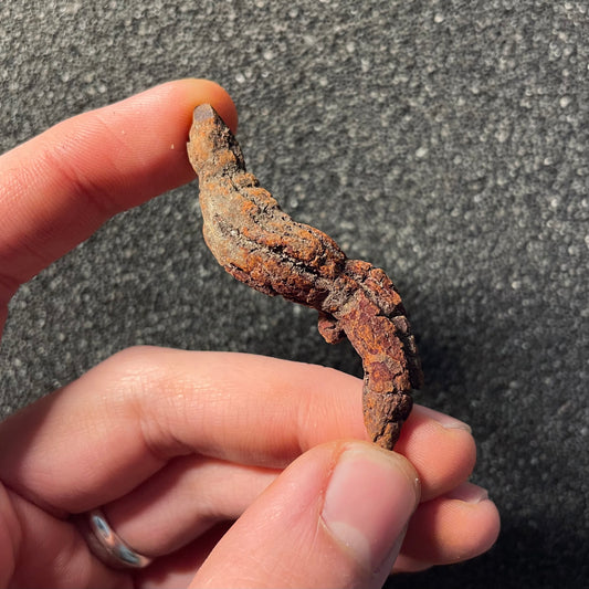 F2461 | Coprolite - Cololite | Testuggine