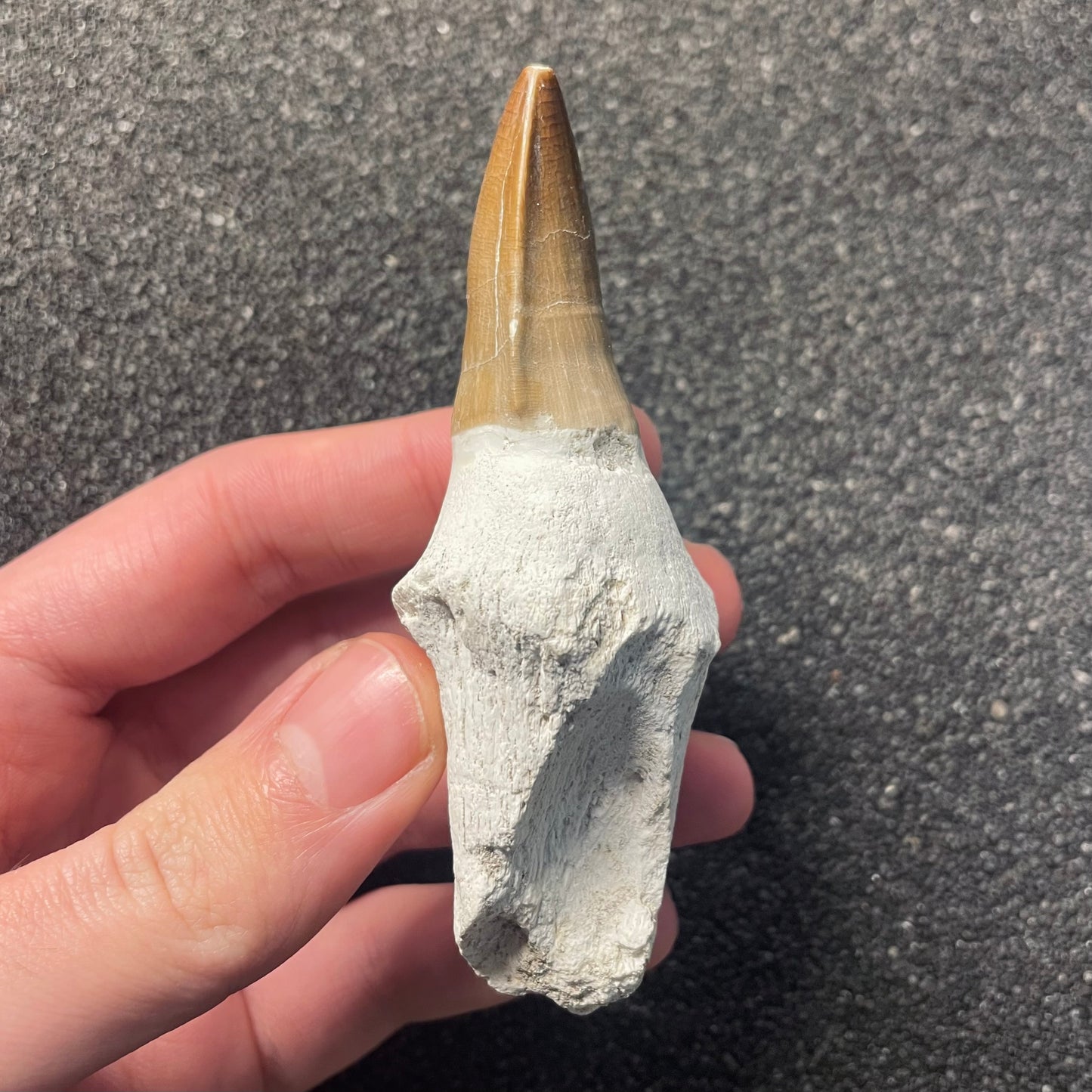 F2285 | Mosasauro | Prognathodon sp.