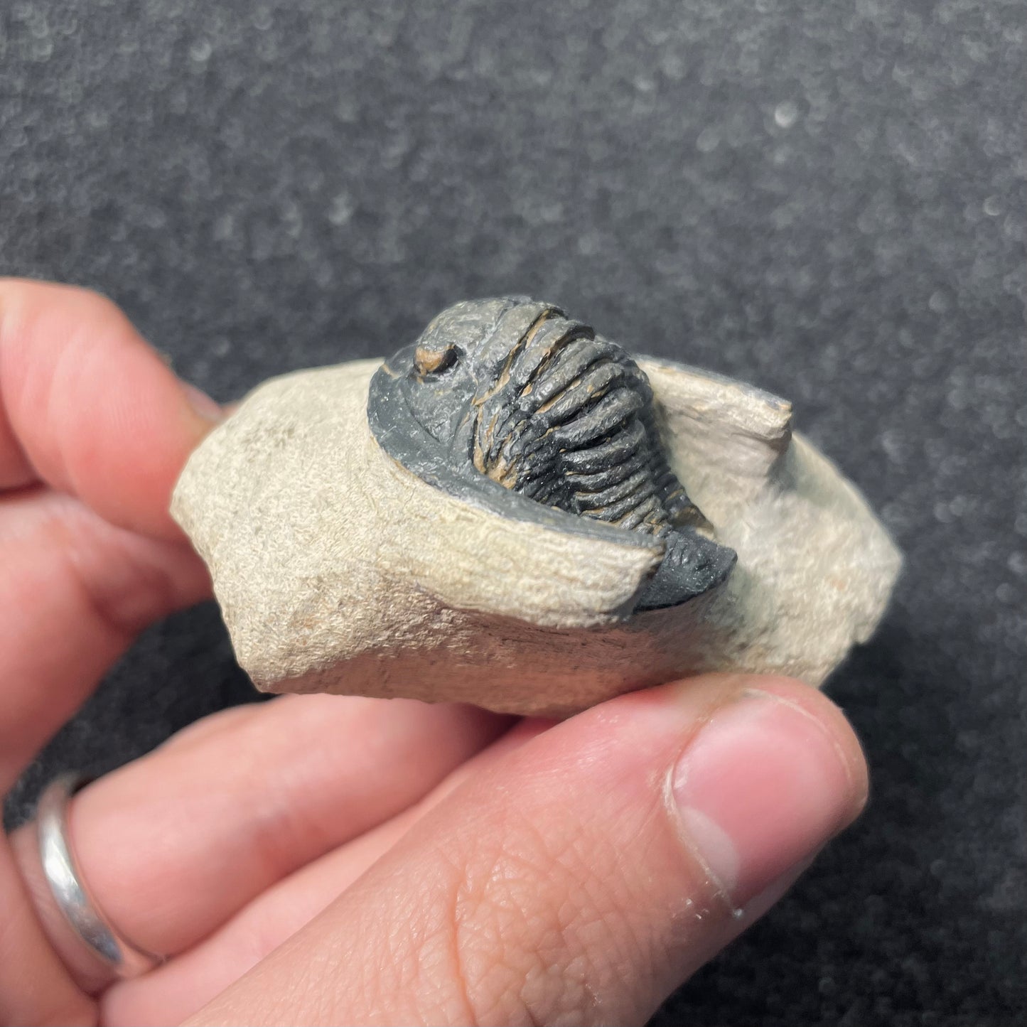 F2588 | Trilobite | Diademaproetus sp.
