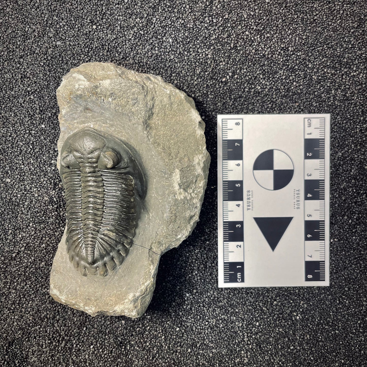 F2617 | Trilobite | Hollardops sp.