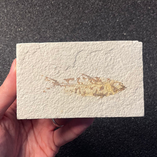 F2222 | Pesce | Knightia eocaena