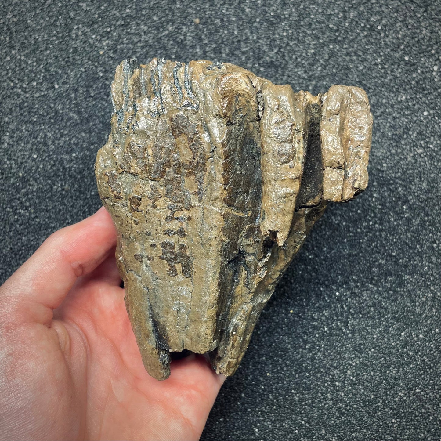 F2672 | Mammut | Mammuthus sp.