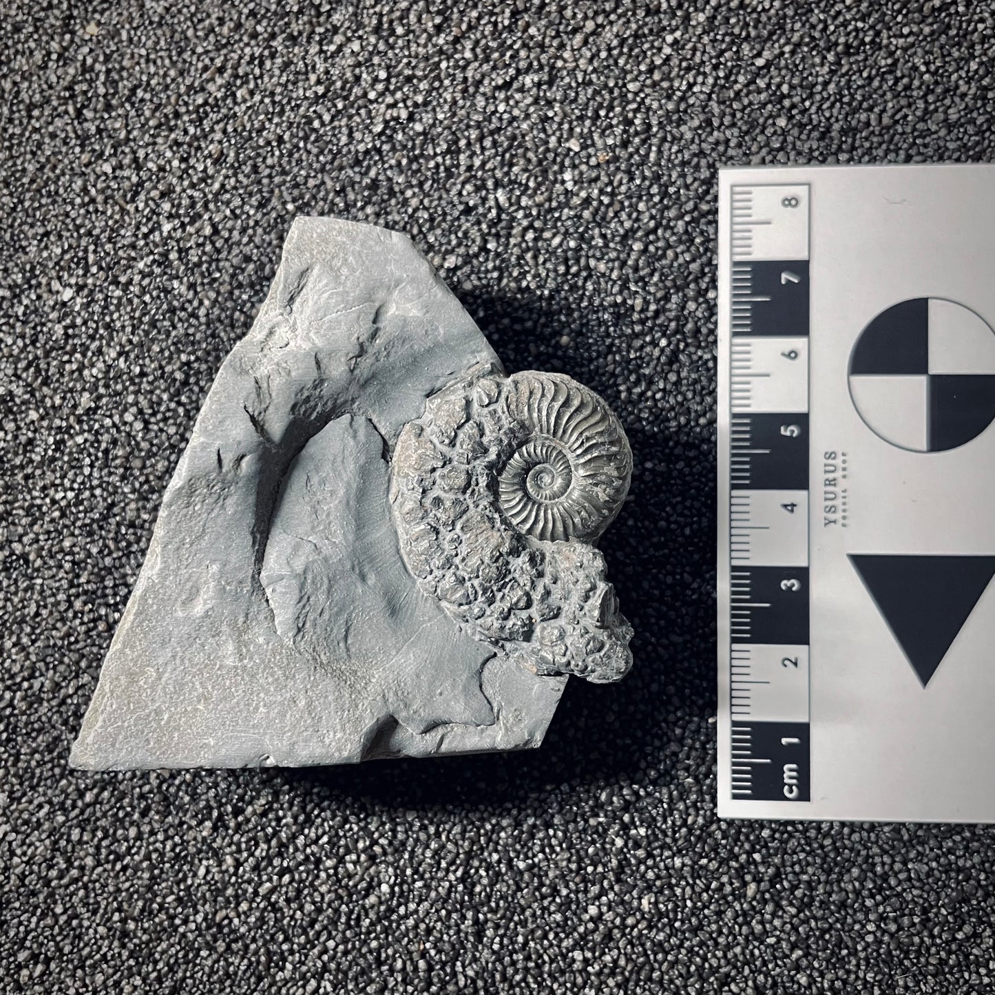 F2539 | Ammonite | Pleydellia sp.