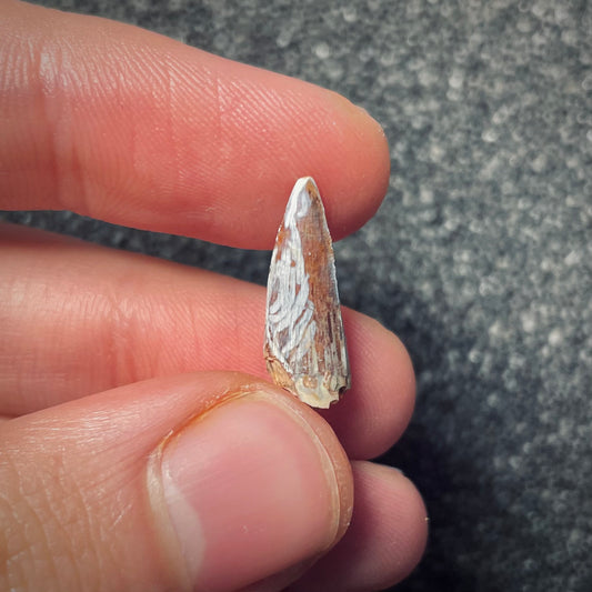 F1860 | Fitosauro | Phytosauridae indet.