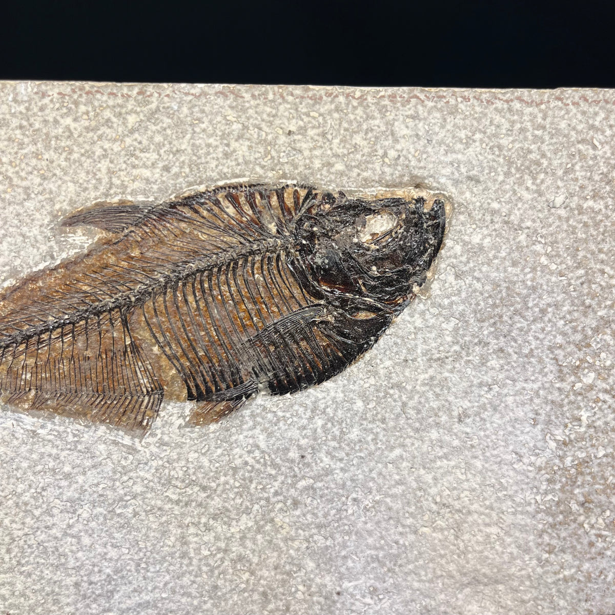 F3070 | Pesce | Diplomystus dentatus