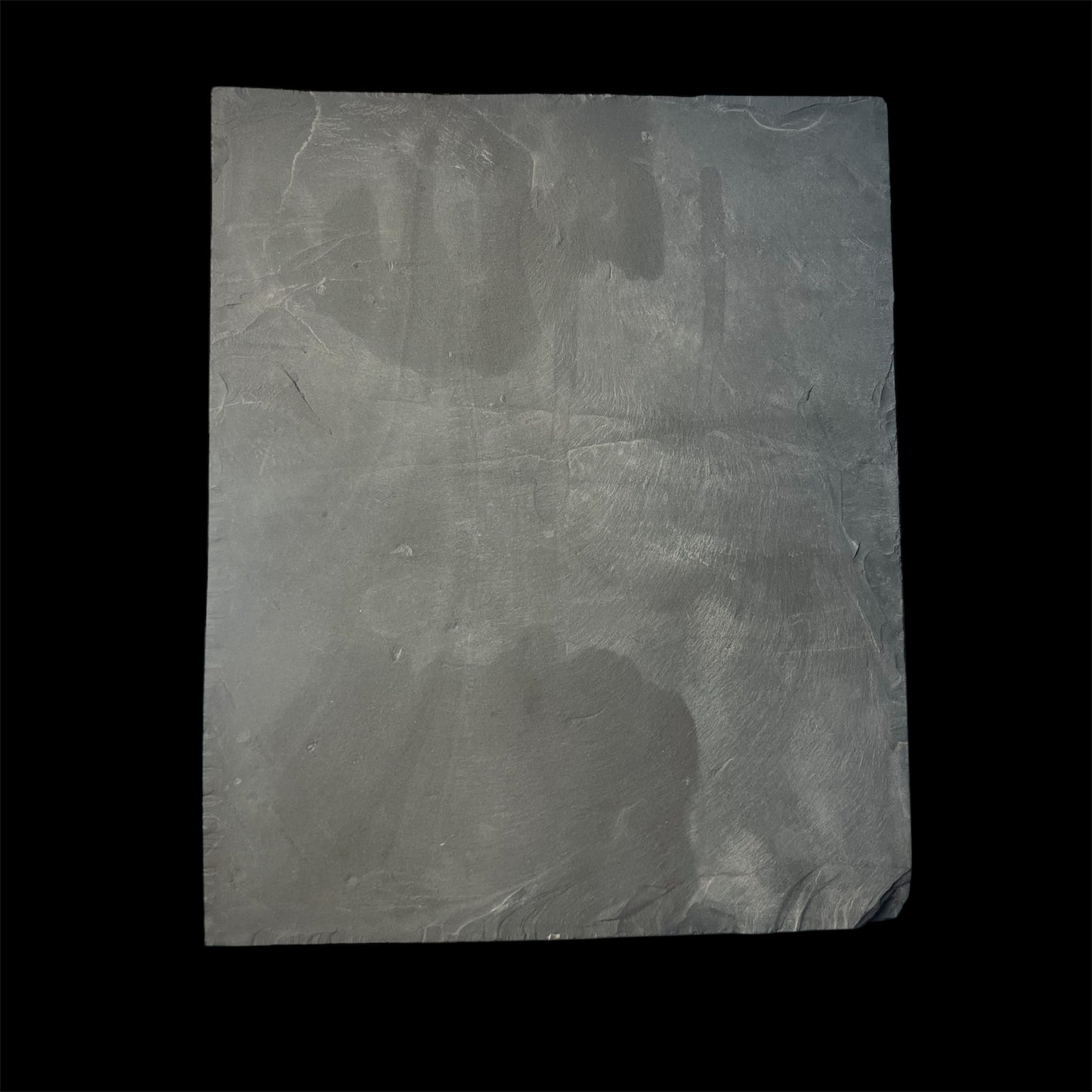 F2178 | Ammonite | Harpoceras falcifer