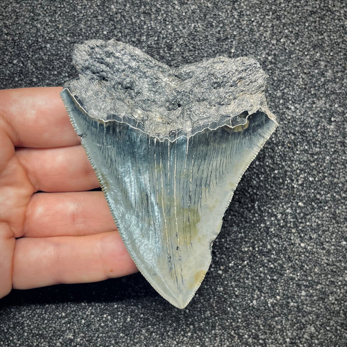 F2779 | Squalo | Otodus megalodon