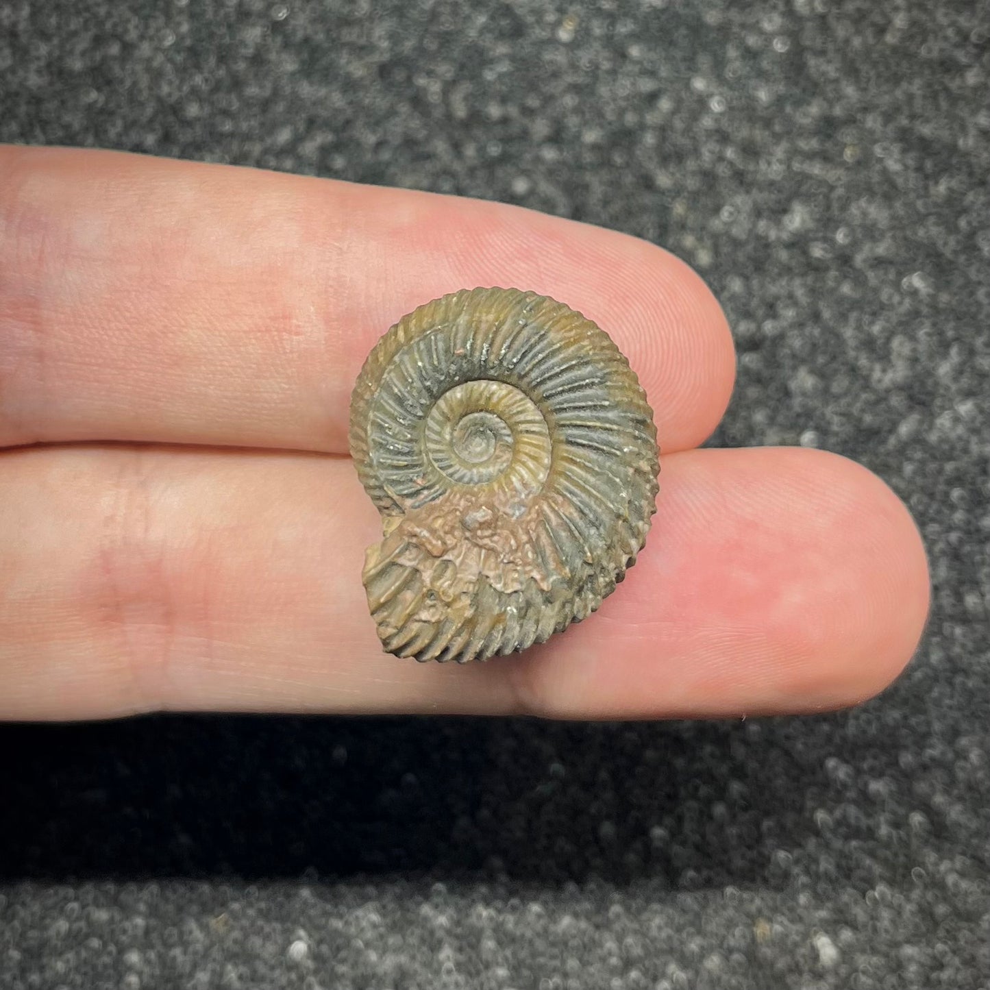 F2907 | Ammonite | Parkinsonia sp.