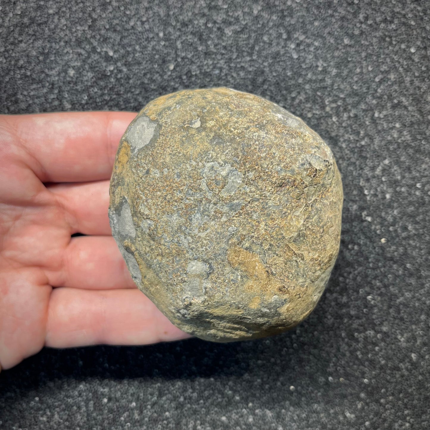 FNP25 | Fossile da preparare | Ammonite | Dactylioceratidae indet.