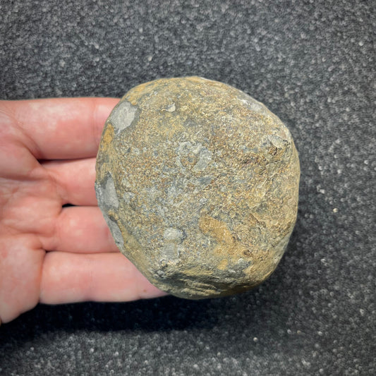 FNP25 | Fossile da preparare | Ammonite | Dactylioceratidae indet.