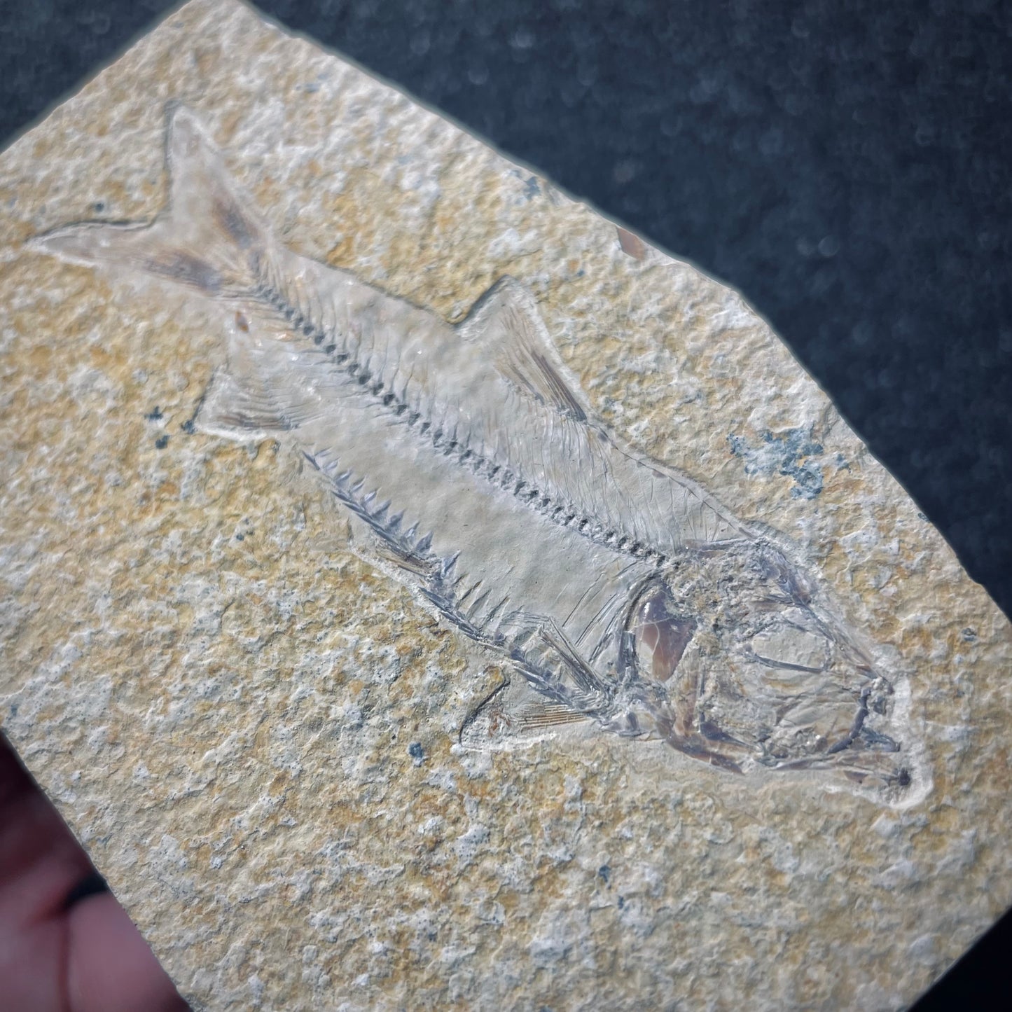 F2004 | Pesce | Knightia eocaena