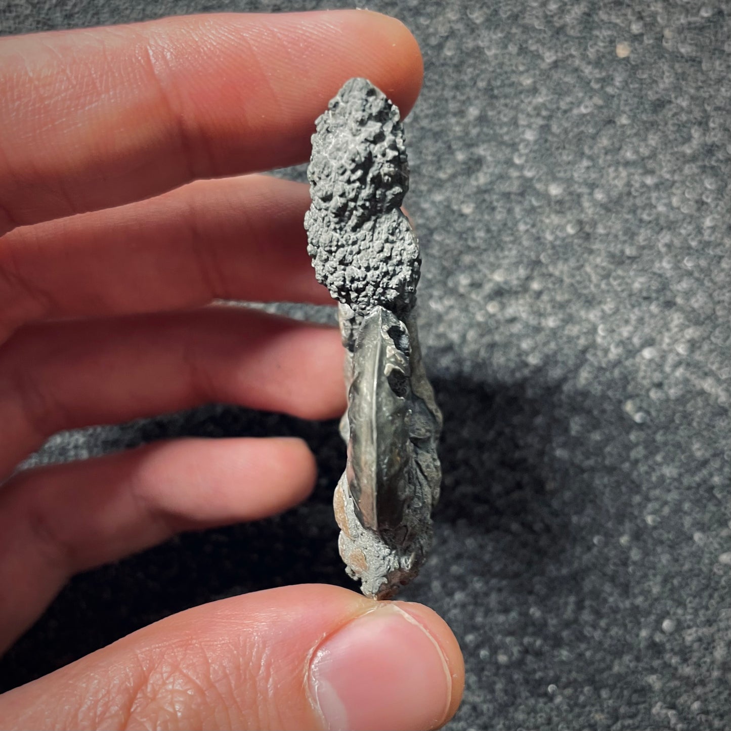 F2557 | Ammonite | Cotteswoldia sp.