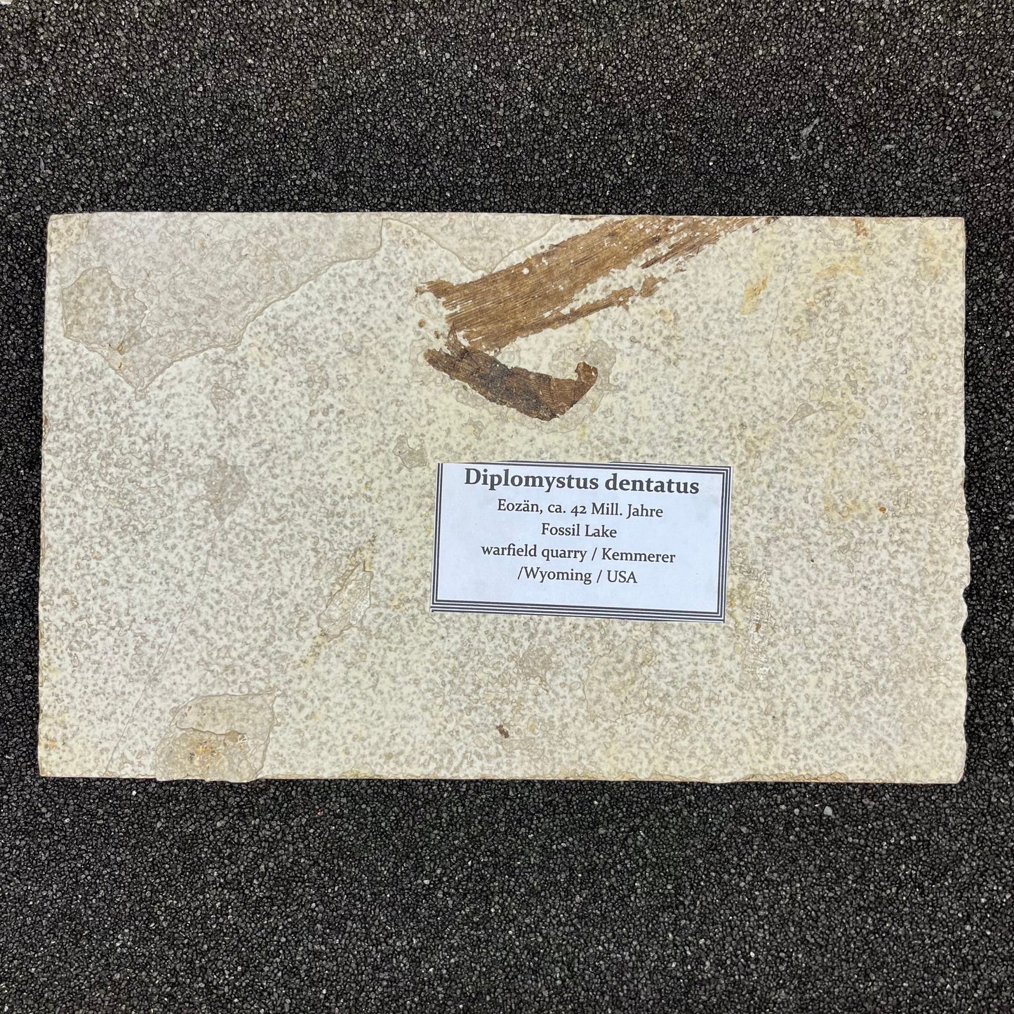 F2730 | Pesce | Diplomystus dentatus