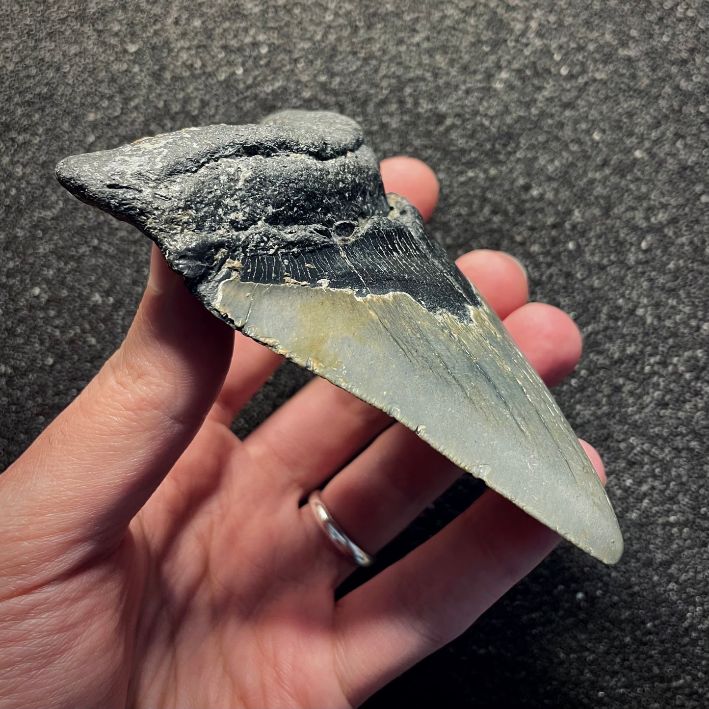 F2138 | Squalo | Otodus megalodon