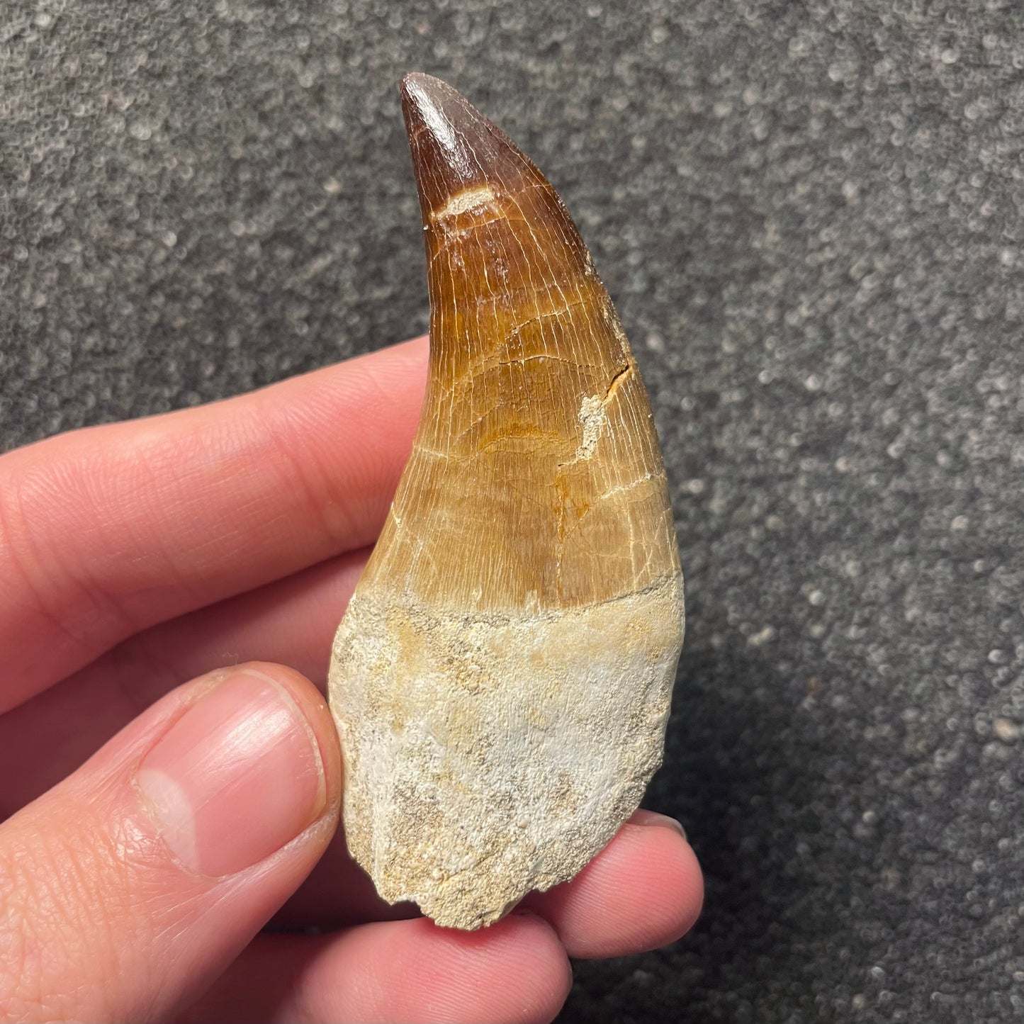 F2283 | Mosasauro | Prognathodon sp.