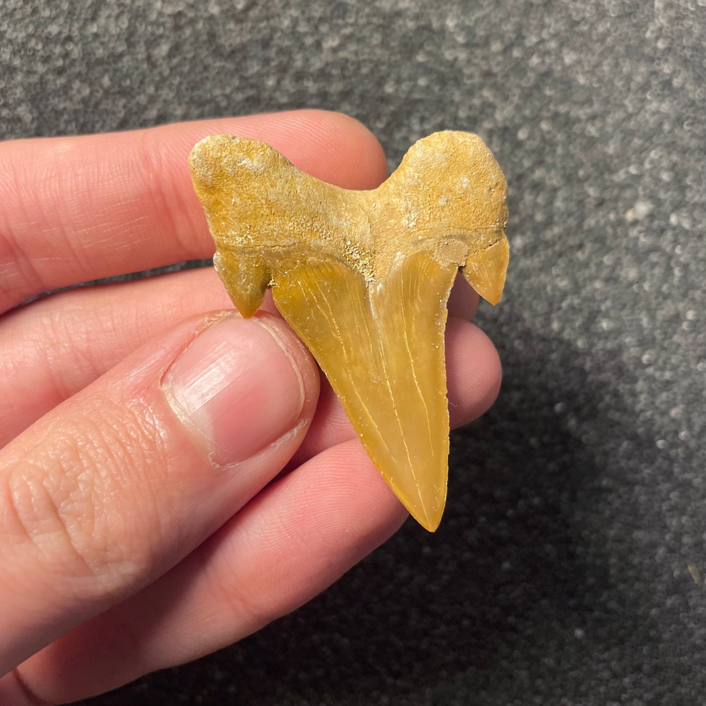 F2214 | Squalo | Otodus obliquus