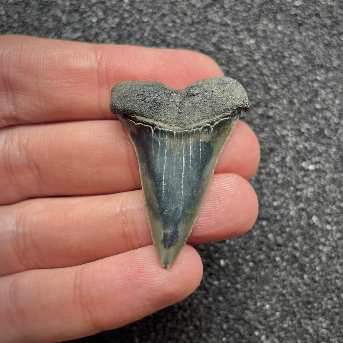 F3043 | Squalo |  Carcharodon hastalis
