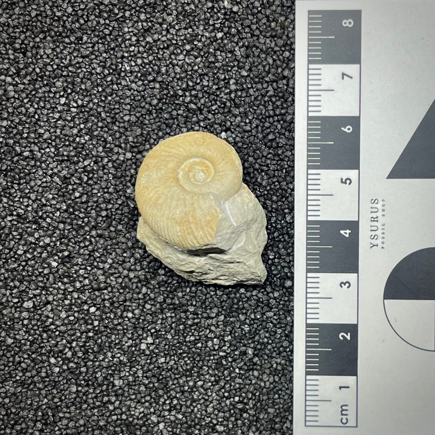 F2906 | Ammonite | Ataxioceras sp.