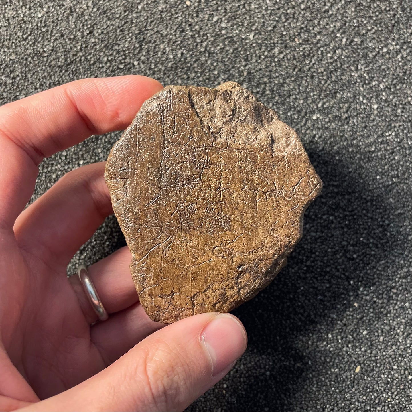 F2518 | Dinosauro | Triceratops sp.