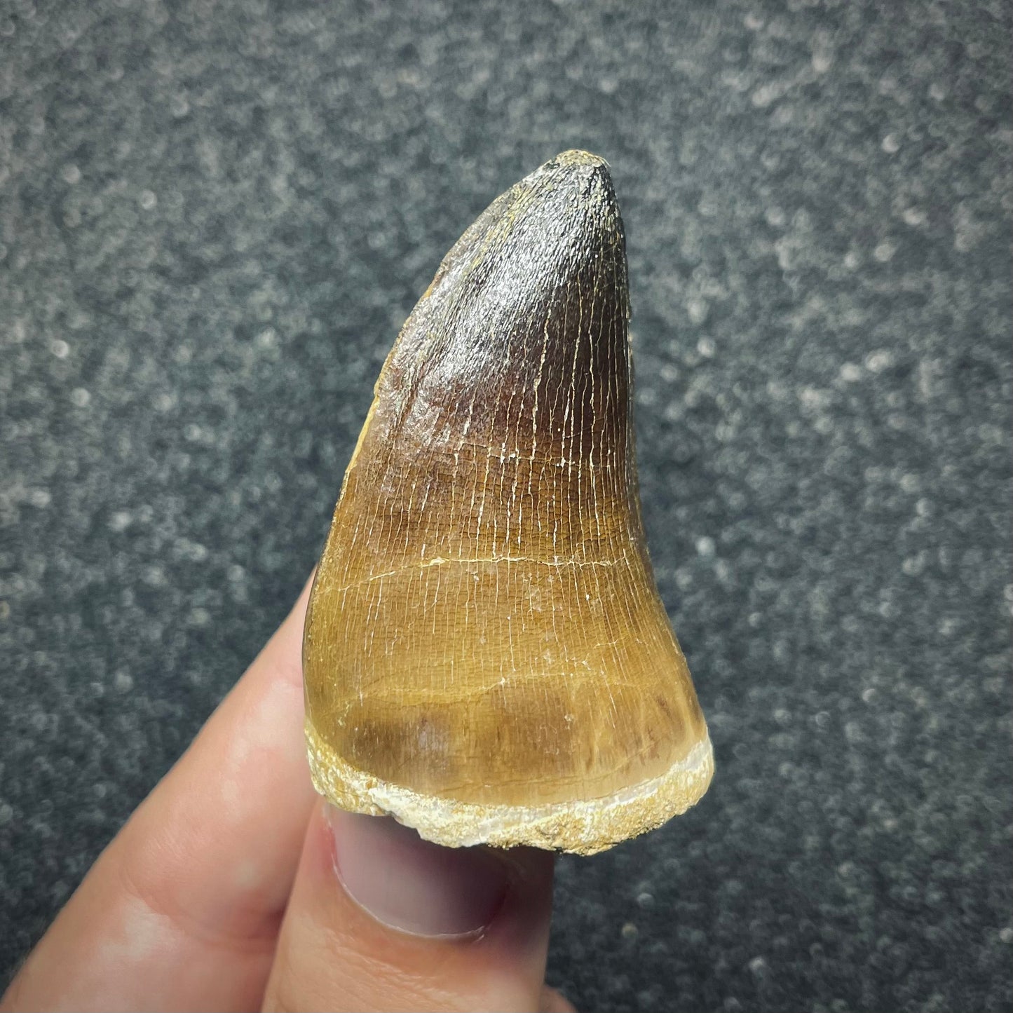 F2694 | Mosasauro | Prognathodon curii
