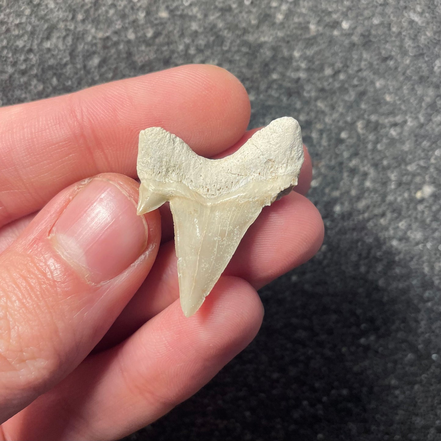 F2215 | Squalo | Otodus obliquus