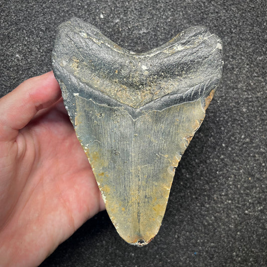 F2926 | Squalo | Otodus megalodon