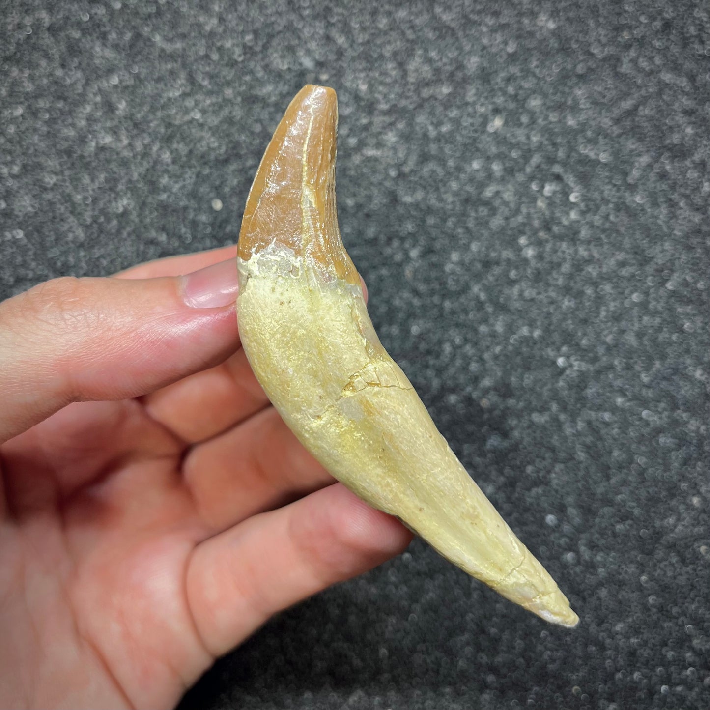 F2936 | Cetaceo | Basilosauridae indet.