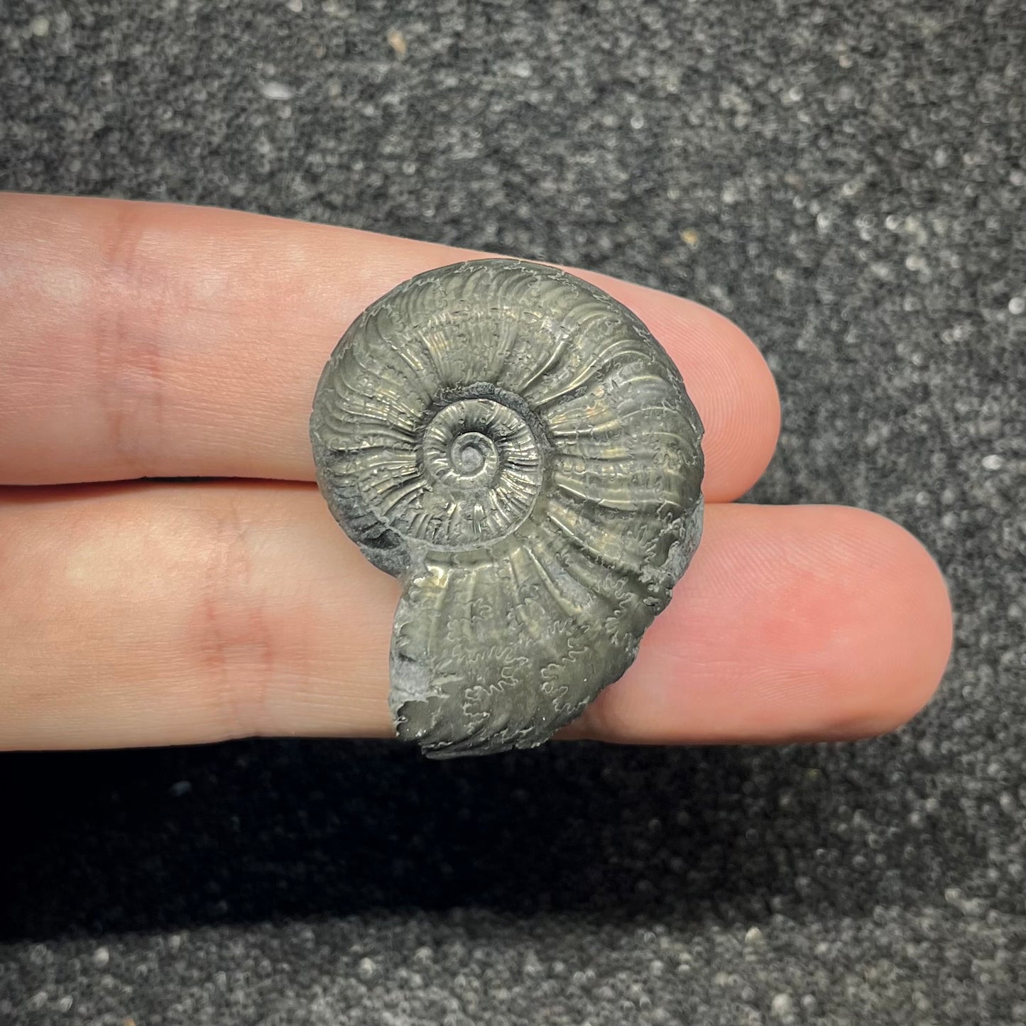 F2886 | Ammonite | Graphoceratidae indet.